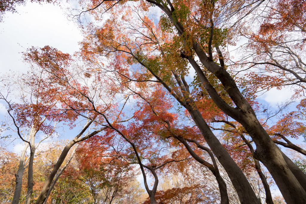 神代植物公園【かえで園の紅葉】⑤20181208