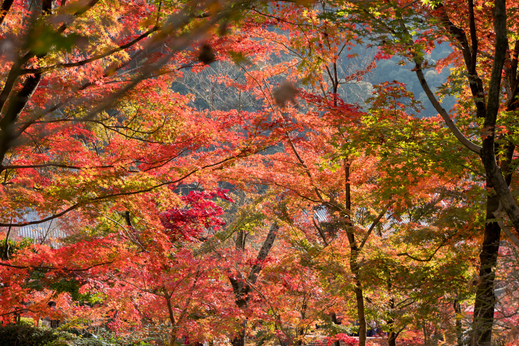 京都の紅葉【永観堂：紅葉のアップ】20201126