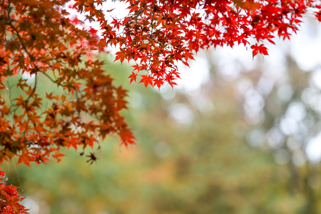 薬師池公園【薬師池と紅葉(アップ)】③20251119