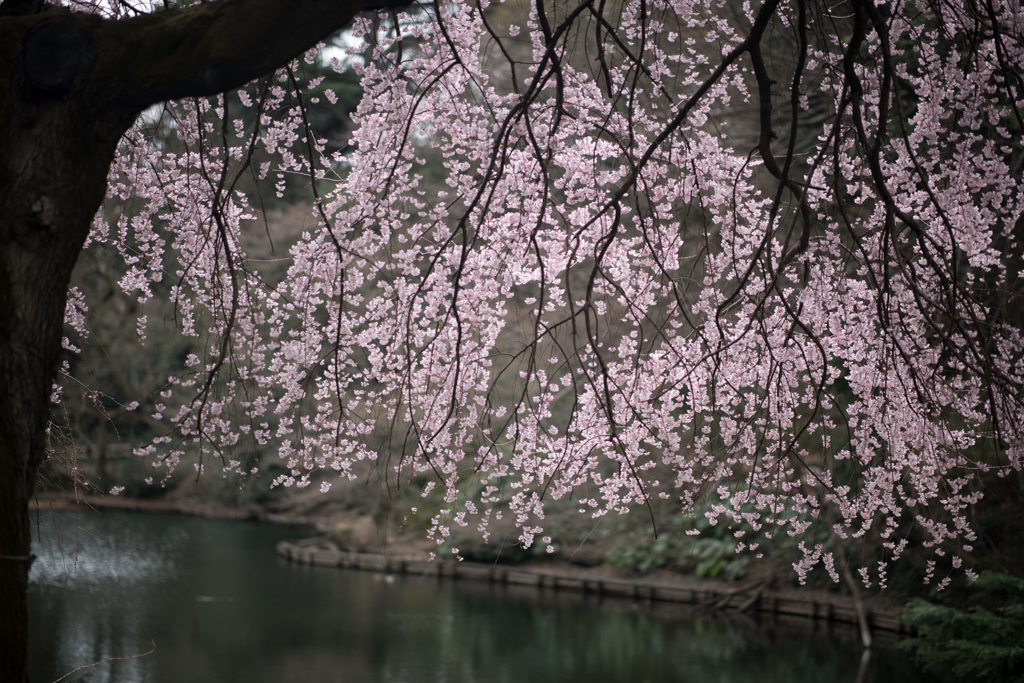 新宿御苑【桜：枝垂れ桜】④20230314