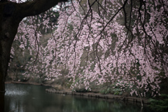 新宿御苑【桜：枝垂れ桜】④20230314