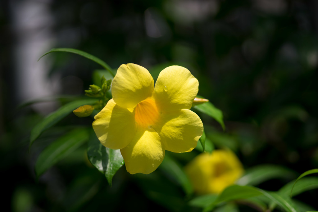 神代植物公園【温室の花：アリアケカズラ】20180714