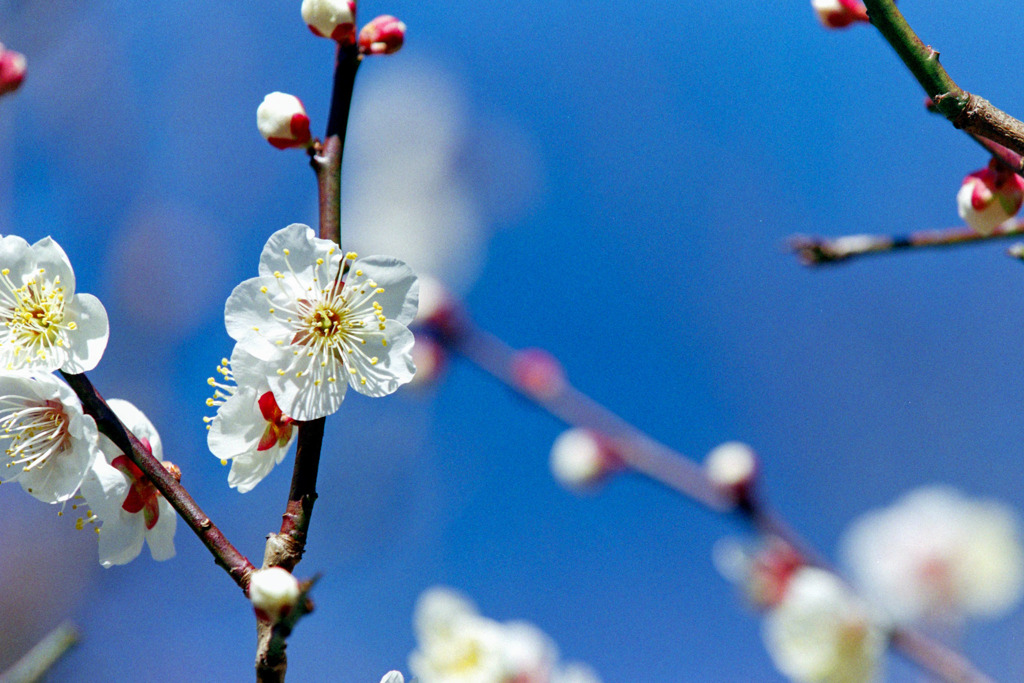 府中市郷土の森【梅の花：野梅】③20200211