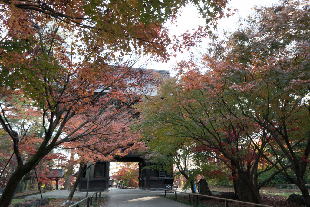 九品仏浄真寺【仁王門と紅葉】20221210