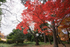 新宿御苑【旧御涼亭あたりの紅葉】①20171202
