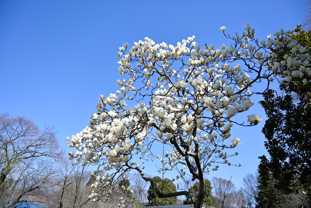 早春の神代植物公園【ハクモクレン】①20240322