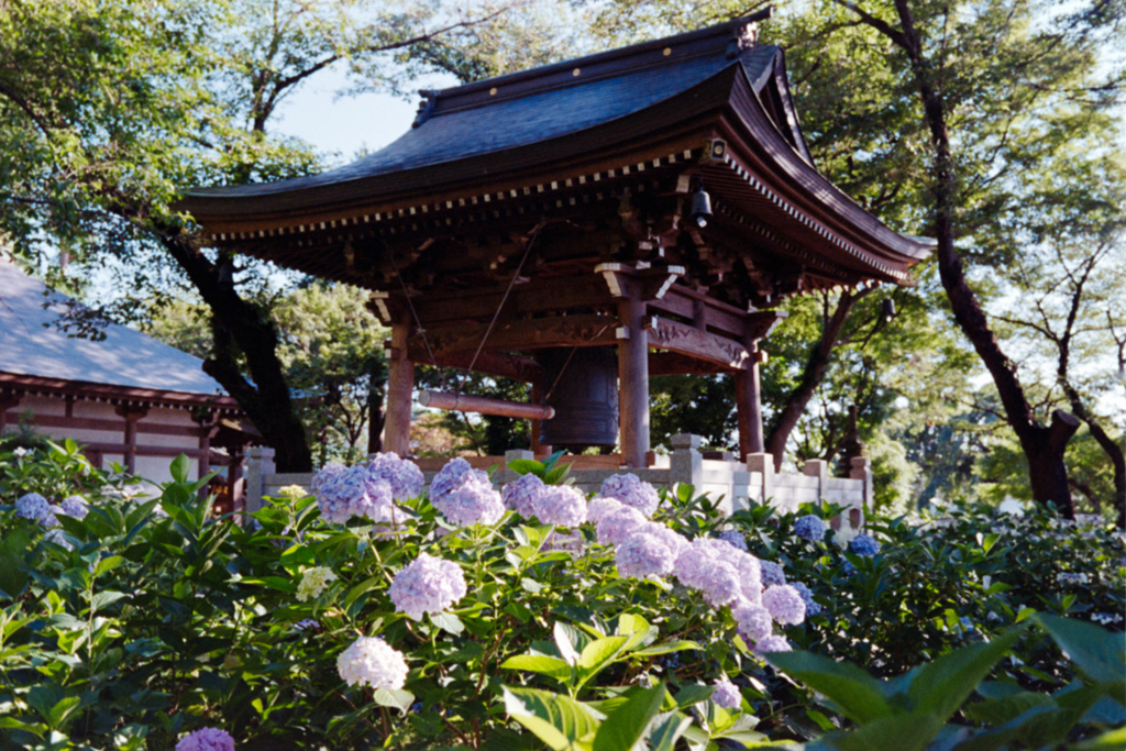 あじさい寺(妙楽寺)【鐘楼の庭の紫陽花】②20220625銀塩NLP