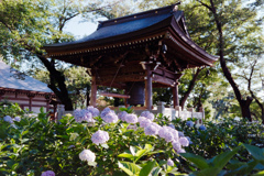 あじさい寺(妙楽寺)【鐘楼の庭の紫陽花】②20220625銀塩NLP