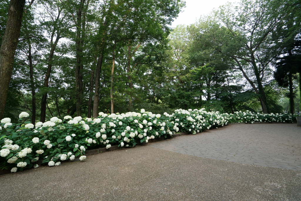 相模原北公園【アジサイ園の眺め】①20230619