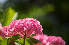 【正覚寺(紫陽花)】④20160604