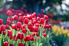 サムエル・コッキング苑【チューリップ：イルデフランス】①20260106