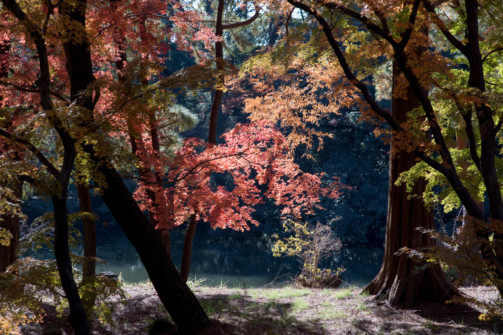 新宿御苑【下の池近辺の紅葉】③20191223