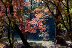 新宿御苑【下の池近辺の紅葉】③20191223