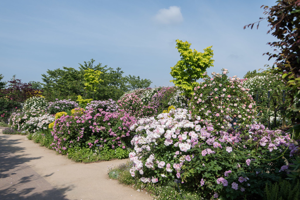 【YEG(バラの庭園)】①20150515