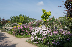 【YEG(バラの庭園)】①20150515