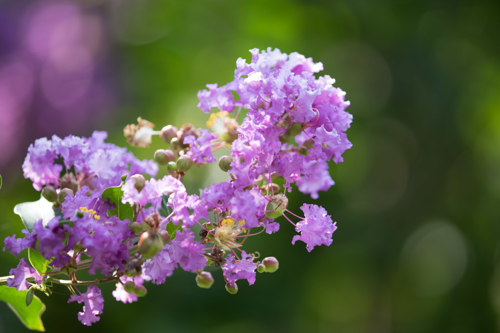 【大船植物園(百日紅：ディア・パープル)】②20150802