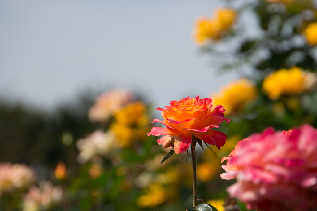 【京成バラ園(薔薇：ピュア・ポエトリー)】20161023