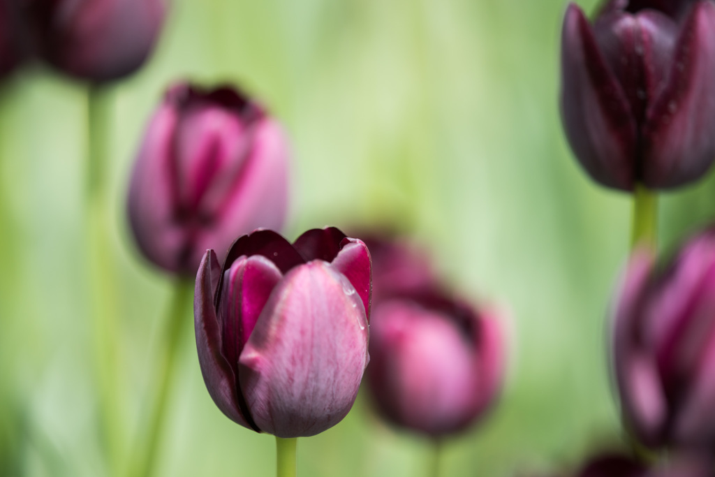 【昭和記念公園(クイーンオブナイト)】20150418