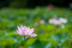 花菜ガーデン【蓮の花】④20190713