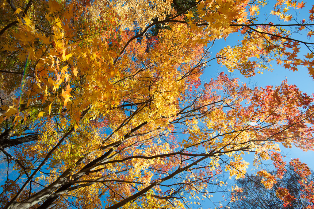 【薬師池公園：輝きの楓】②20141206