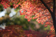 【ささぶねの道の紅葉】②20141123