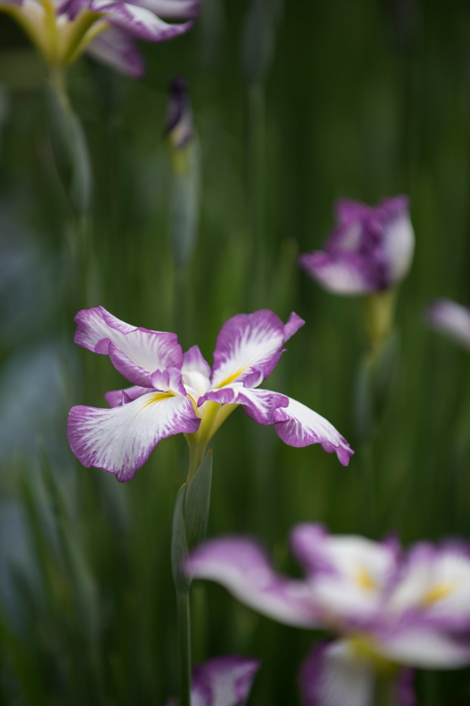 【横須賀菖蒲園(長生澱)】20150606