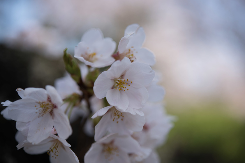 新宿御苑【桜：染井吉野】④20180325
