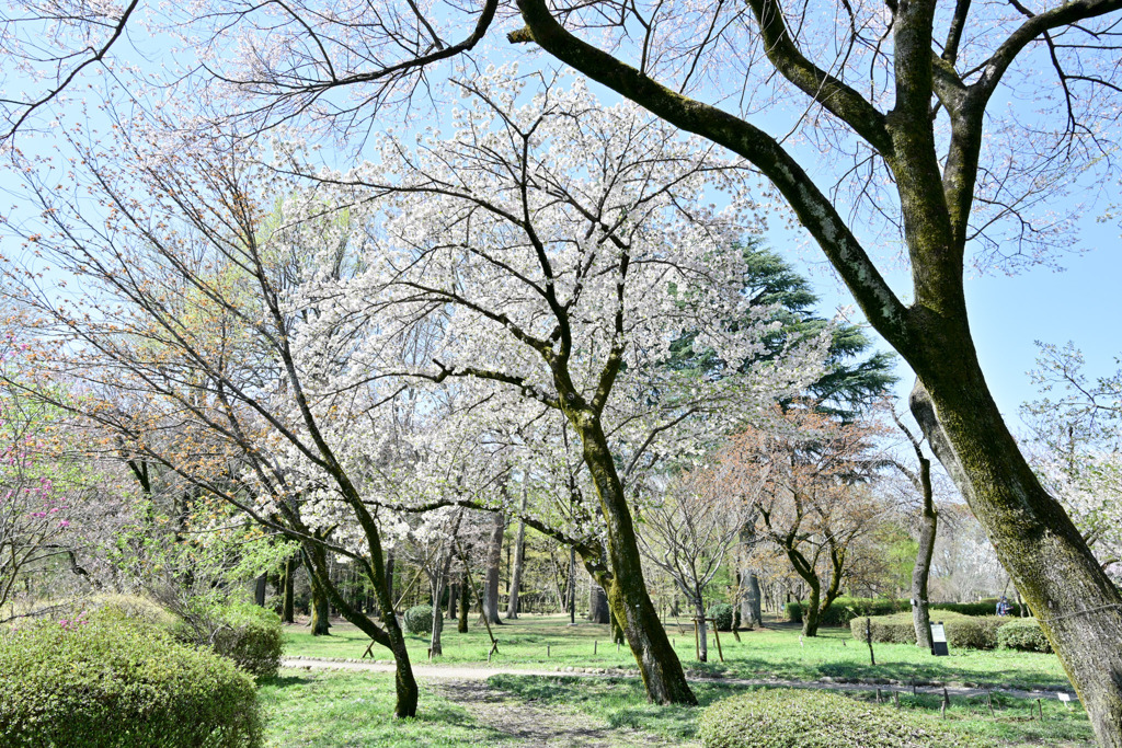 神代植物公園【サクラ：墨染】①20250404