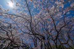 六義園【枝垂れ桜】⑥20200320