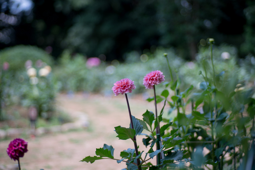 神代植物公園【ダリア：エポック】①20210724
