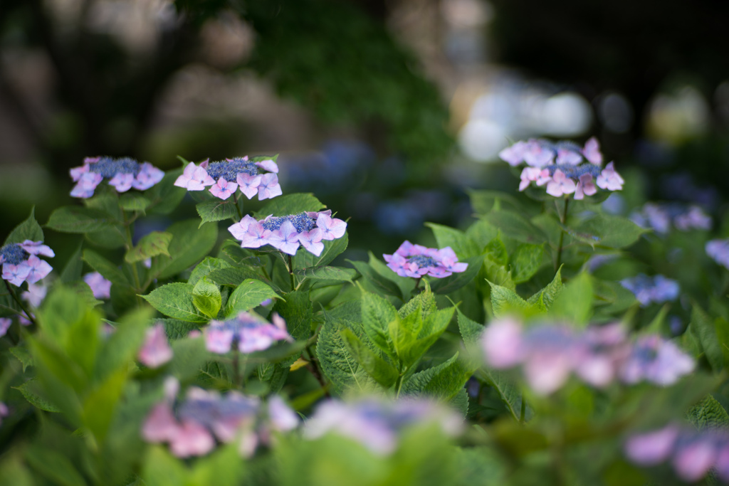 相模原北公園【紫陽花：ドーナツガクアジサイ】①20230619