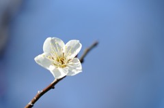 【白加賀】20140222