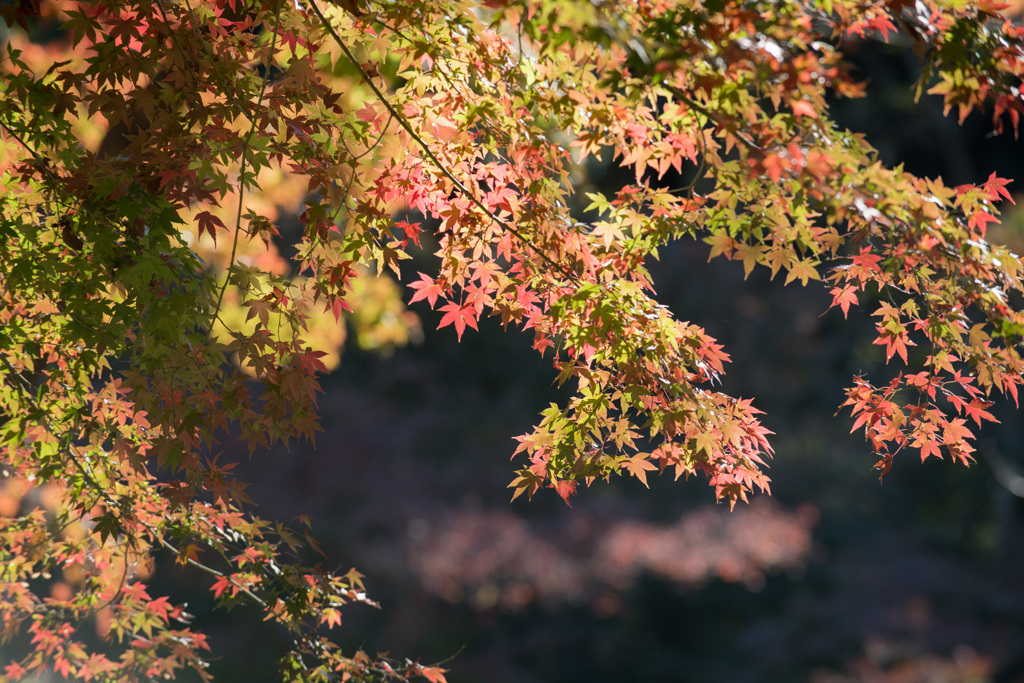 都心紅葉名所巡り【六義園：紅葉】①20201128