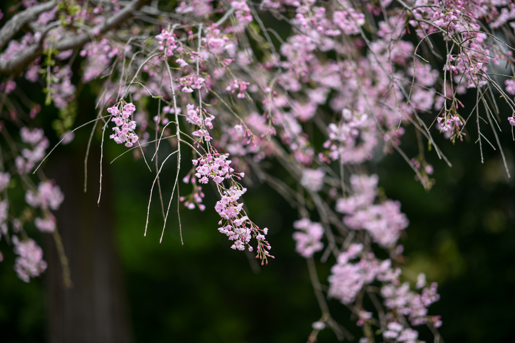 神代植物公園【サクラ：八重紅枝垂桜】②20240406