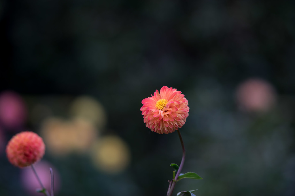 神代植物公園【ダリア：マーマレード】