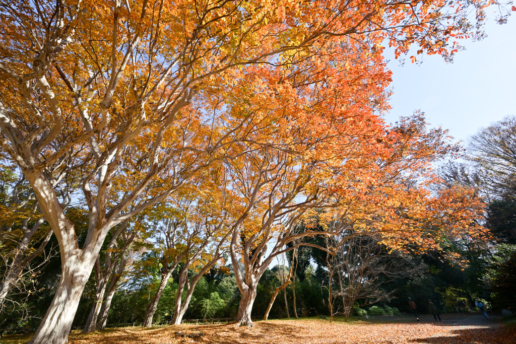 神代植物公園【シマサルスベリ】①20251130