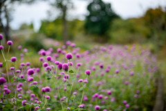 大船フラワーセンター【センニチコウ：赤系】20251102