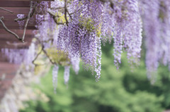 【神代植物公園(藤の花)】③20160424