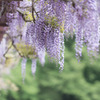 【神代植物公園(藤の花)】③20160424
