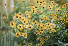 花菜ガーデン【ルドベキア：Black-Eyed Susan】③2019081