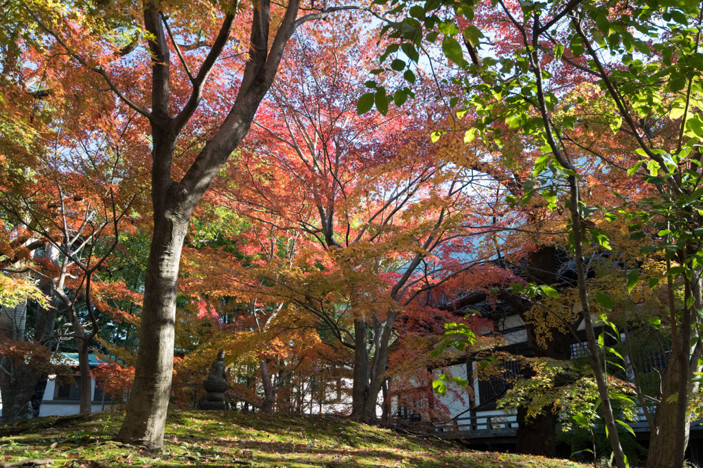 九品仏浄真寺【紅葉】④20191208