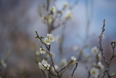 小田原FG【梅：一重緑萼】②20190210