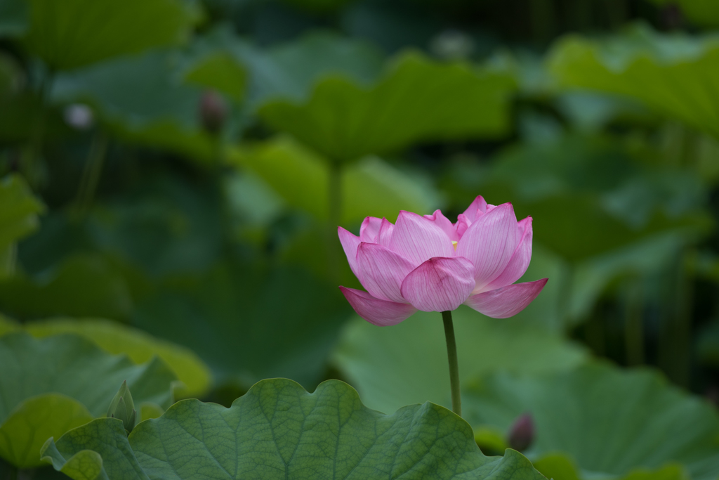 【昭和記念公園(こもれびの里の紅蓮)】①20160702