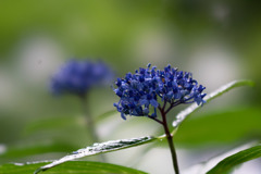 昭和記念公園【青色の紫陽花】③20170701