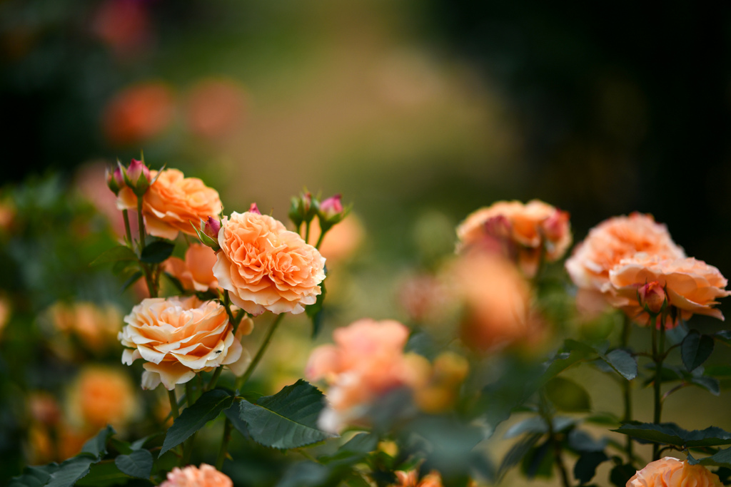 0成バラ園【春バラ：カントリー・トレンドセッター】20240521