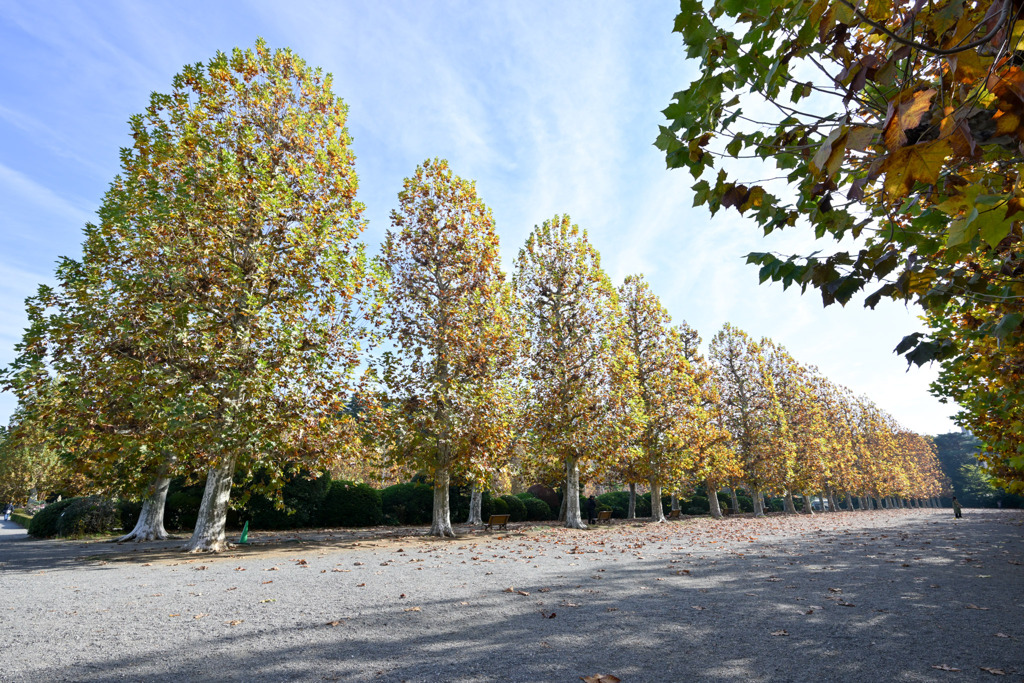 新宿御苑【プラタナス並木】②20251124
