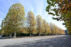 新宿御苑【プラタナス並木】②20251124