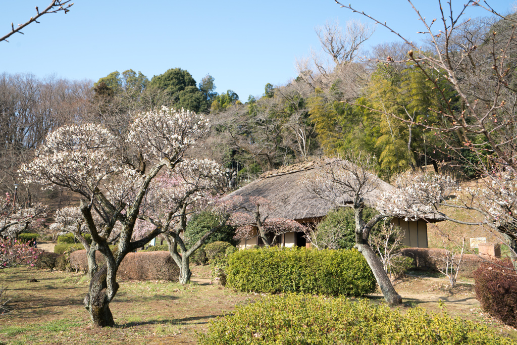 薬師池公園【旧永井家と梅】②20220312