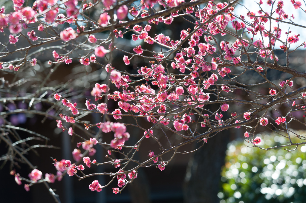 【小田原フラワーガーデン(八重寒紅)】②20150214