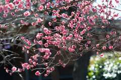 【小田原フラワーガーデン(八重寒紅)】②20150214